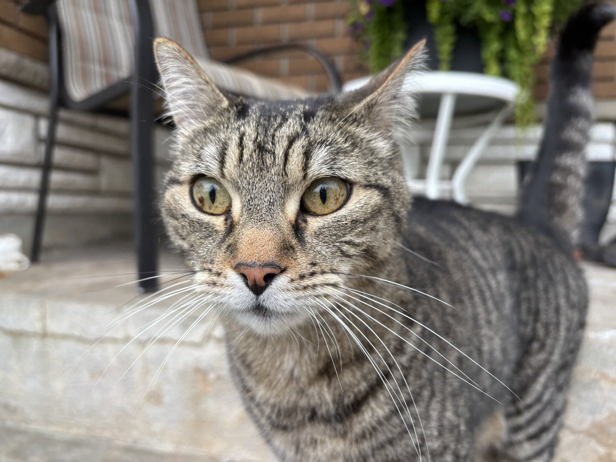 boucharddavid05's tweet image. Depuis quelques jours il y a un petit nouveau qui vient manger des croquettes sur la galerie. On dirait qu’il a une tâche à l’intérieur de l’œil