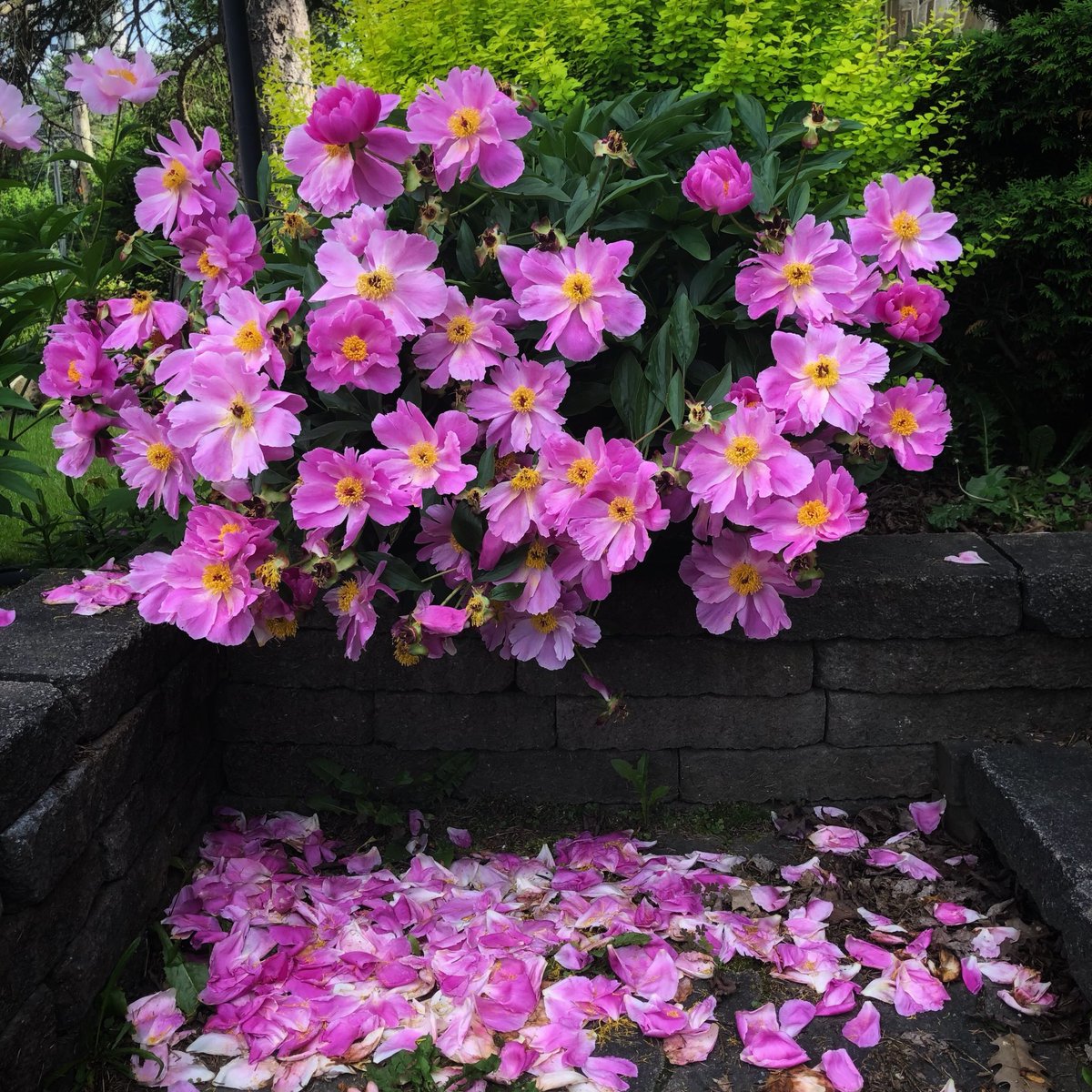 MicRic290's tweet photo. |🇨🇦 Enjoying my peonies while they last.
•J’apprécie mes pivoines pendant qu’elles sont là. 🌸
#ThursdayInBloom #jeudiphoto #FlowerPhotography #FlowerHunting, #BloomScrolling #PhotographyIsArt https://t.co/bzzzQqUY3S
