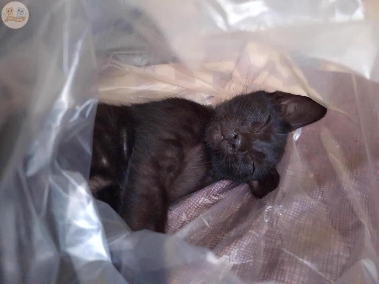 Min Boss KCG! 🐈 on X: 