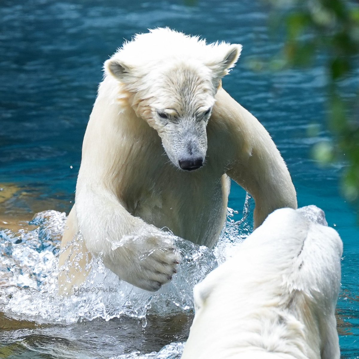ひゃっほぅ！！

Jun 26 2025
#よこはま動物園ズーラシア 
#ホッキョクグマ #ライ
#polarbear #zoorasia