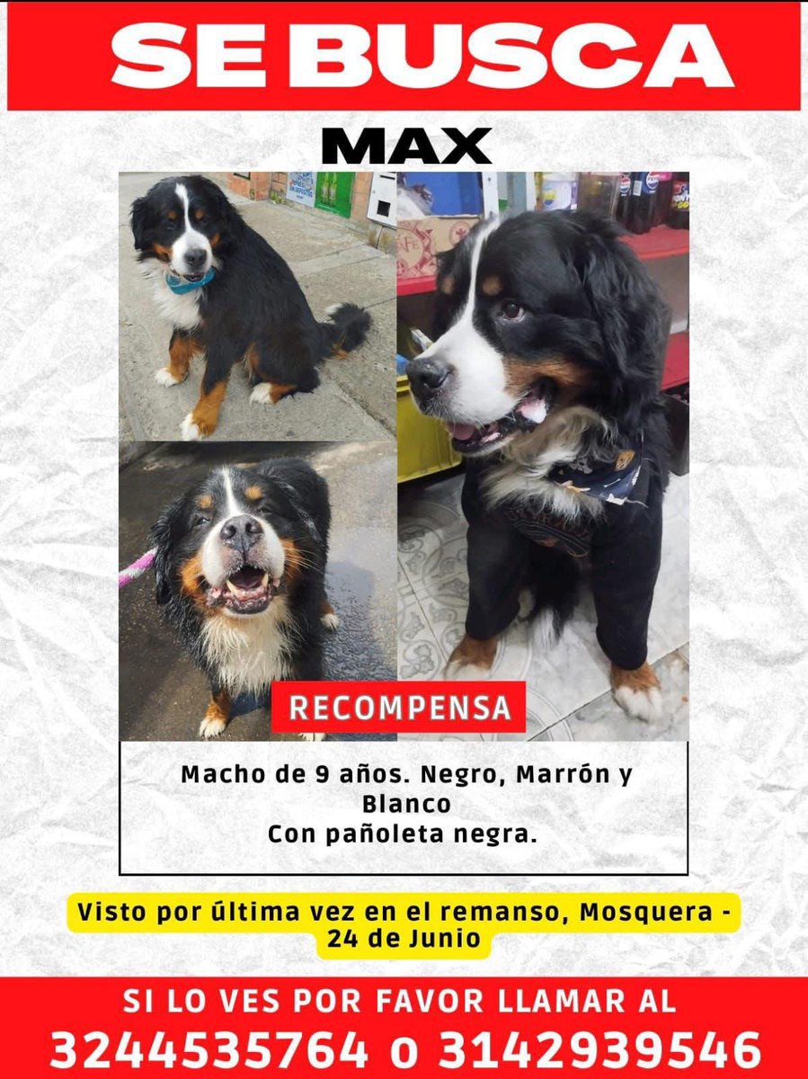 CamiloJaramill's tweet image. 🆘Su familia busca a Max 🐶, desde el 24 de junio en Mosquera (Cundinamarca), por favor compartamos 🙏
@MONYRODRIGUEZOF @PlataformaALTO @Marce_Tabares @piedrahitangela @DanielSamperO @HELIODOPTERO @coraimatorresd @patrulleroefra @laurarubiogu @darcyquinnr