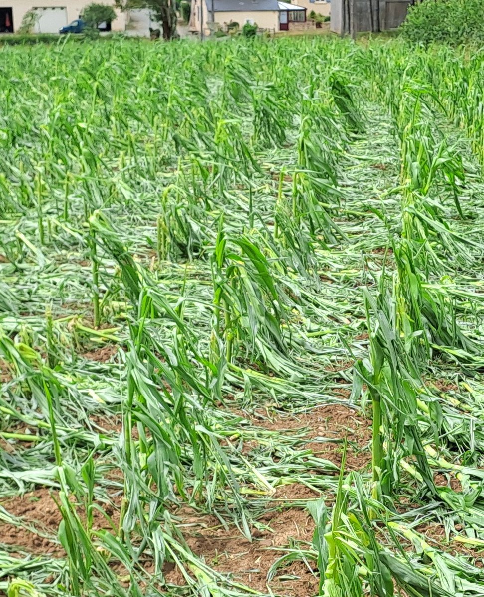 <a href="/FRSEA_PDL/">FRSEA_PdeL</a> <a href="/FNSEA/">La FNSEA</a> <a href="/Prefet53/">Préfète de la Mayenne</a> <a href="/Agri_Gouv/">Ministère Agriculture et Souveraineté alimentaire</a> Quant aux cultures de vente et aux maïs fourrages, c'est une catastrophe !!! Sur les blés, aux tiges pliées s'ajoutent les épis évidés de leurs grains... Sur les maïs, 80% de perte estimée avec peu de certitude de reprise de ces derniers... <a href="/FRSEA_PDL/">FRSEA_PdeL</a> <a href="/FNSEA/">La FNSEA</a> <a href="/Prefet53/">Préfète de la Mayenne</a> <a href="/Agri_Gouv/">Ministère Agriculture et Souveraineté alimentaire</a>