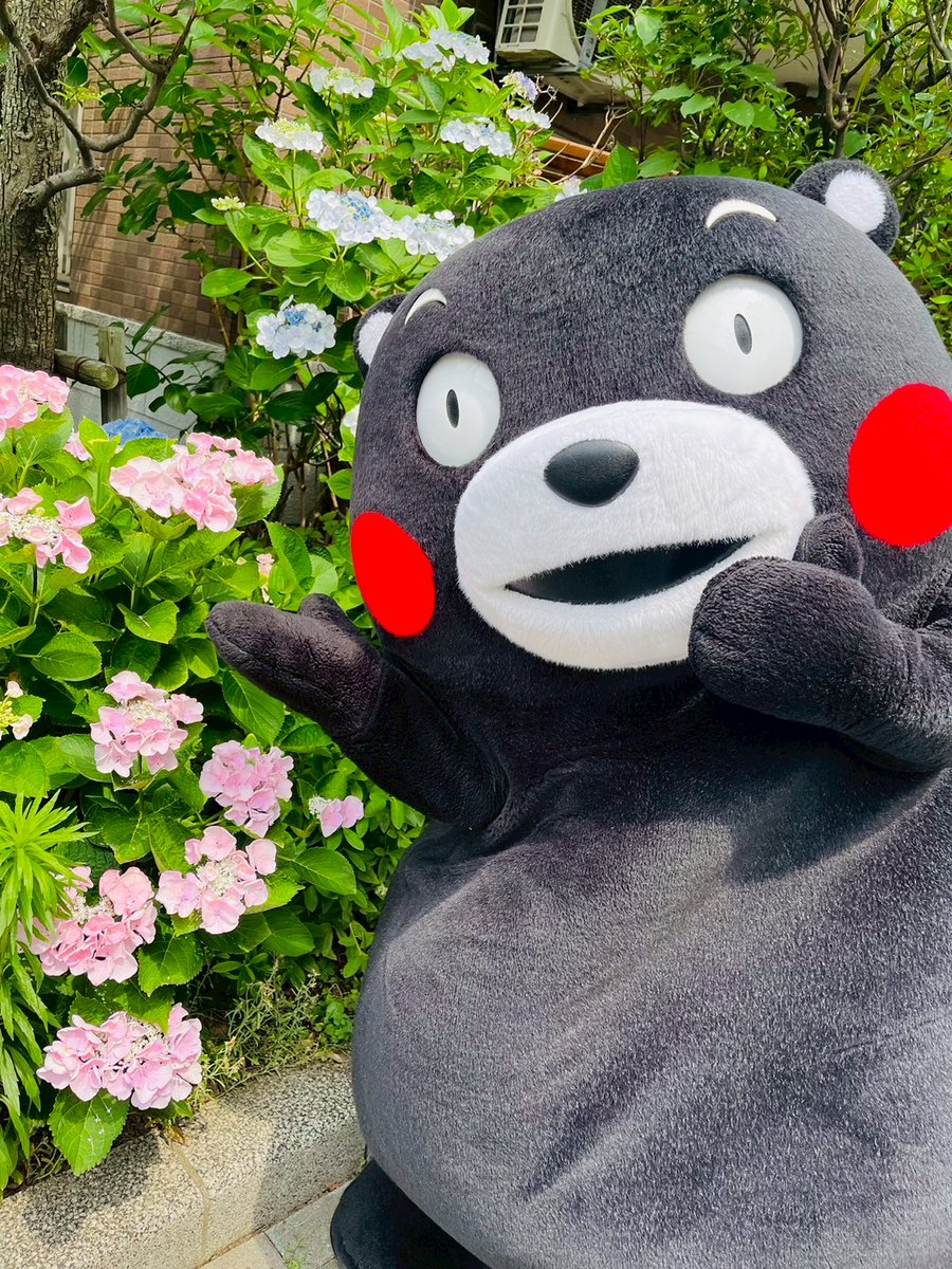 KumamonStaff's tweet image. きれいなアジサイを見つけ興味深々のくまモン!
何かお探しですか?部長!
ちなみに、アジサイは食べれませんよ!