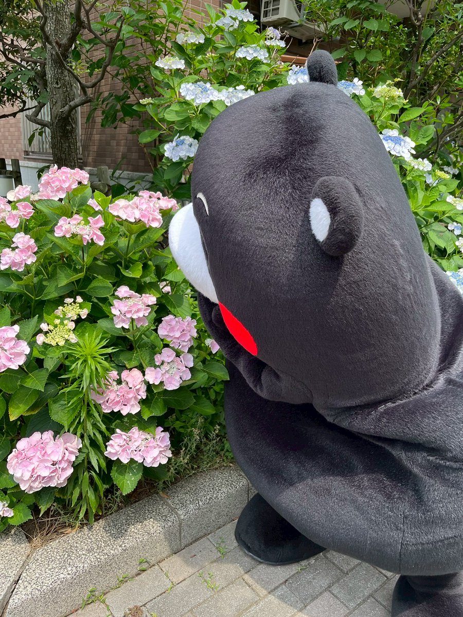 KumamonStaff's tweet image. きれいなアジサイを見つけ興味深々のくまモン!
何かお探しですか?部長!
ちなみに、アジサイは食べれませんよ!