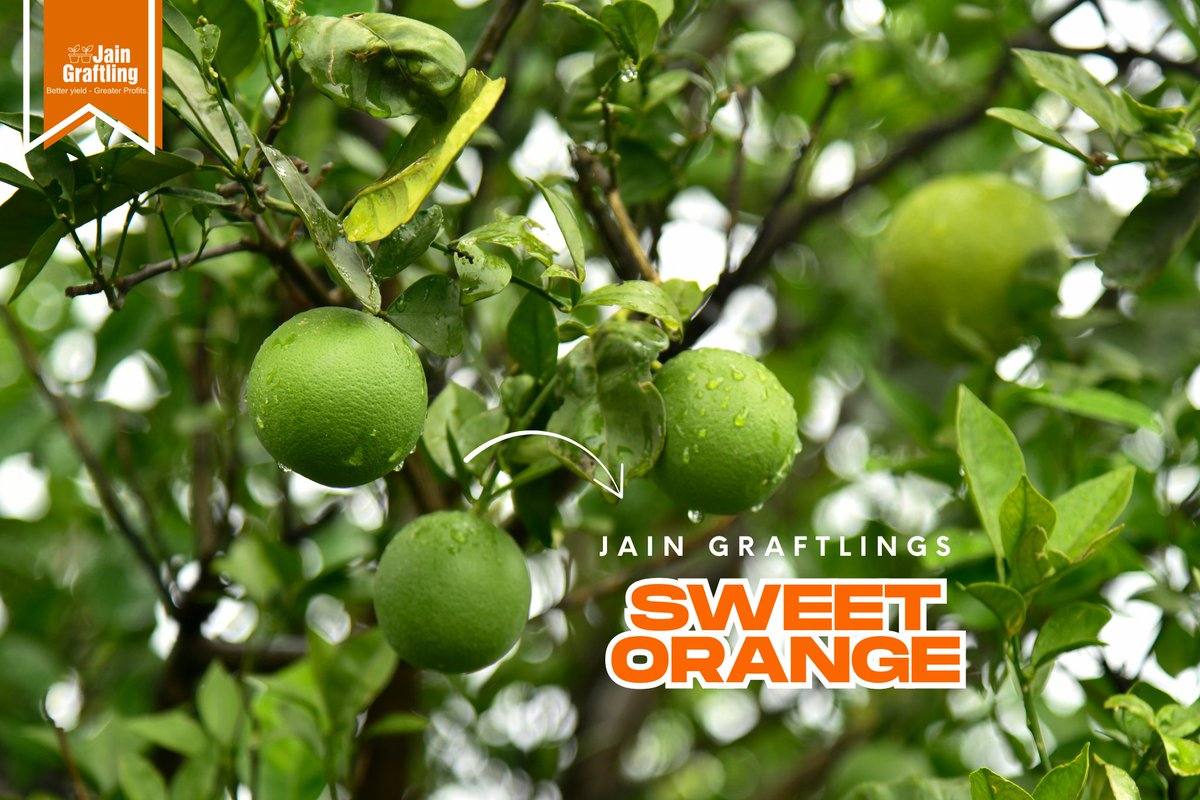 🍊 Raindrops + Jain Sweet Orange Graftlings = Pure Farming Bliss! 🌧️🌱
The result is pure freshness — vibrant, healthy, and ready to grow into juicy success!

✅ Grown with precision care
✅ Disease-free &amp; strong-rooted
✅ Ready for early, high-quality harvests 💧✨