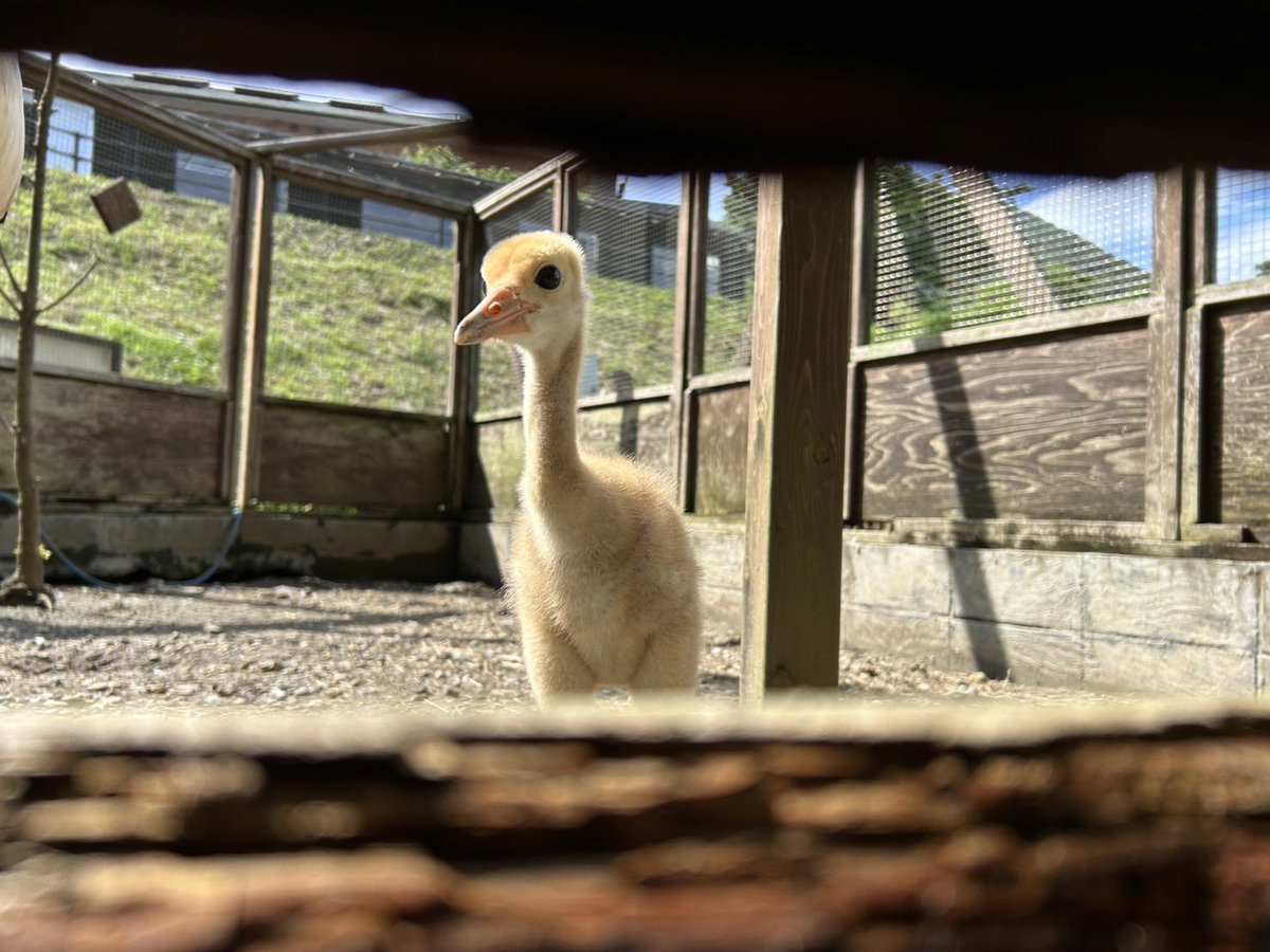 iZoo_iZoo_'s tweet image. 屋外展示のタンチョウの雛🐤は順調に成長中です✨

生後3ヶ月でサイズは親とほぼ変わらなくなってしまいます。
この幼さもあと2ヶ月ほどです。

iZooでは5年連続で飼育下自然繁殖に成功しています✨
#タンチョウ　#ツル