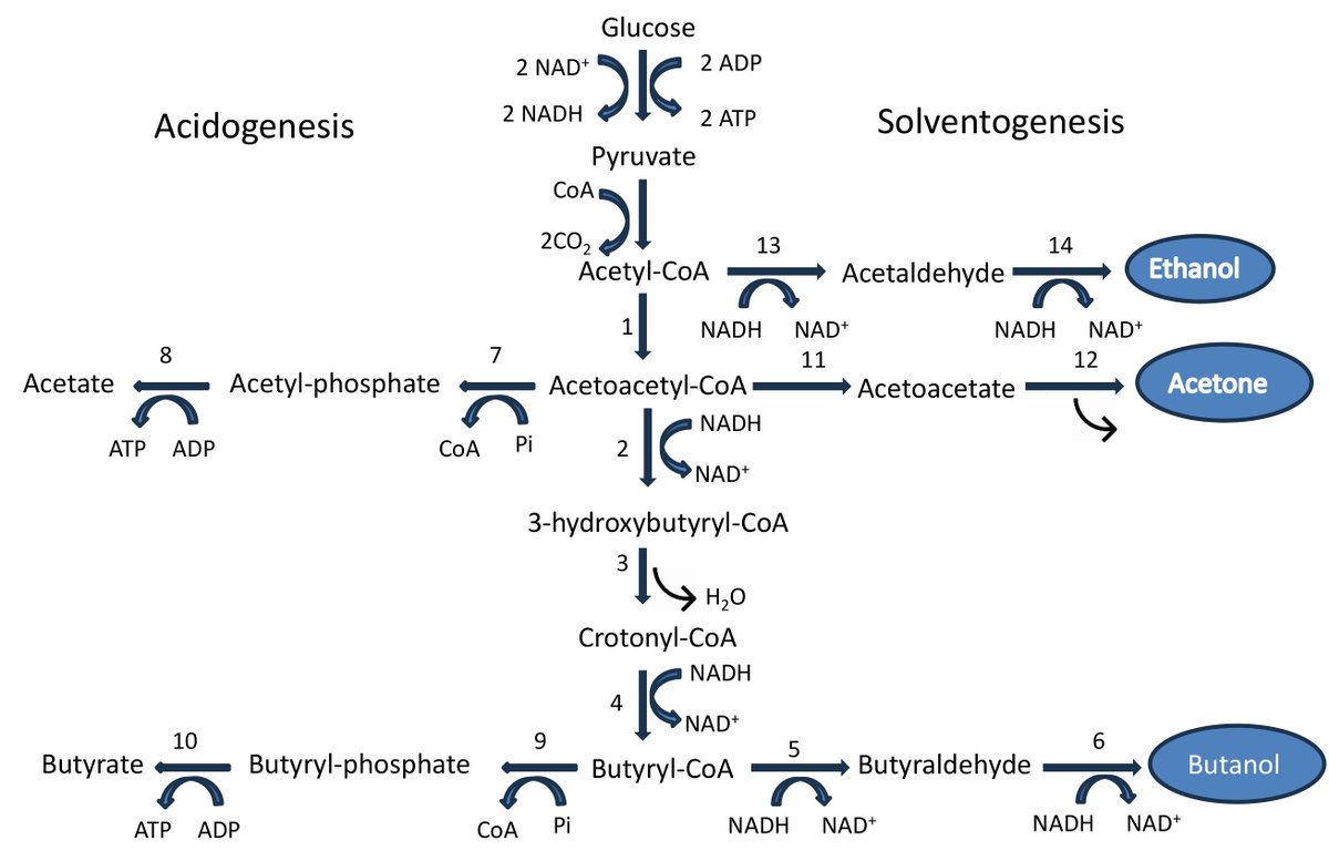 Frontiers in Bioscience-Elite (FBE) (@elite_imr) on Twitter photo 🔬 New Review Article Published! 🔬
💡 Biocatalysis in Transforming Biofuel Technologies
✍ Authors: Gautam Kumar Meghwanshi et al.
🏪 Affiliations: <a href="/MGSU_University/">Maharaja Ganga Singh University (MGSU)</a> , <a href="/KTHuniversity/">KTH Royal Institute of Technology</a>, <a href="/PhenikaaU/">Phenikaa University</a>
📖 Read more: imrpress.com/journal/FBE/17…
#Biocatalysis #Biofuels #Bioenergy #Biodiesel 🔬 New Review Article Published! 🔬
💡 Biocatalysis in Transforming Biofuel Technologies
✍ Authors: Gautam Kumar Meghwanshi et al.
🏪 Affiliations: <a href="/MGSU_University/">Maharaja Ganga Singh University (MGSU)</a> , <a href="/KTHuniversity/">KTH Royal Institute of Technology</a>, <a href="/PhenikaaU/">Phenikaa University</a>
📖 Read more: imrpress.com/journal/FBE/17…
#Biocatalysis #Biofuels #Bioenergy #Biodiesel