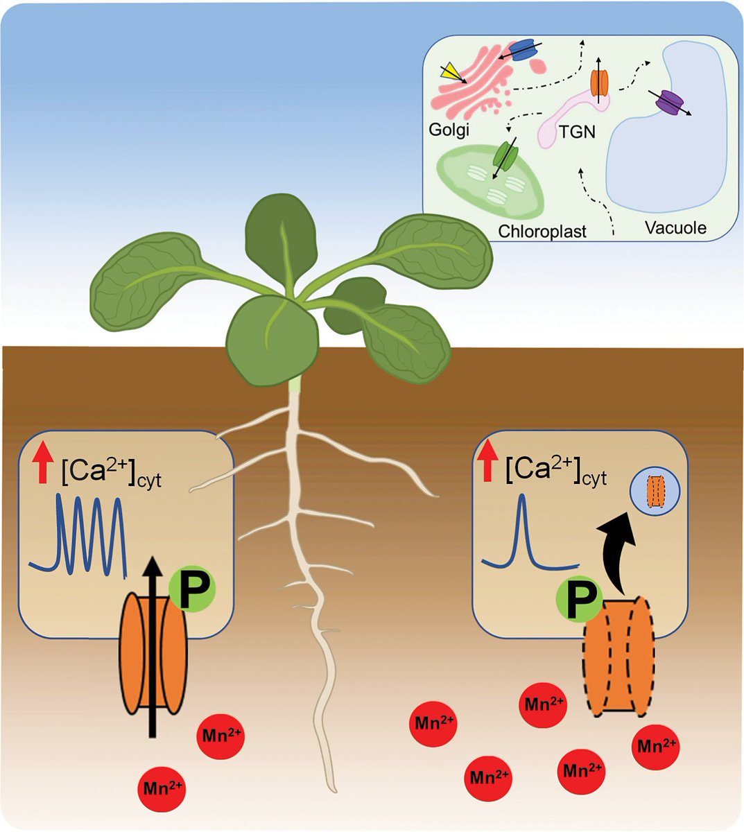 qpb_journal's tweet image. New review: Manganese handling in plants: Advances in the mechanistic and functional understanding of transport pathways - cambridge.org/core/journals/…
By Bastian Meier, Oriana Mariani and Edgar Peiter
#intracellulardistribution #manganesetransport #manganeseuptake #micronutrients