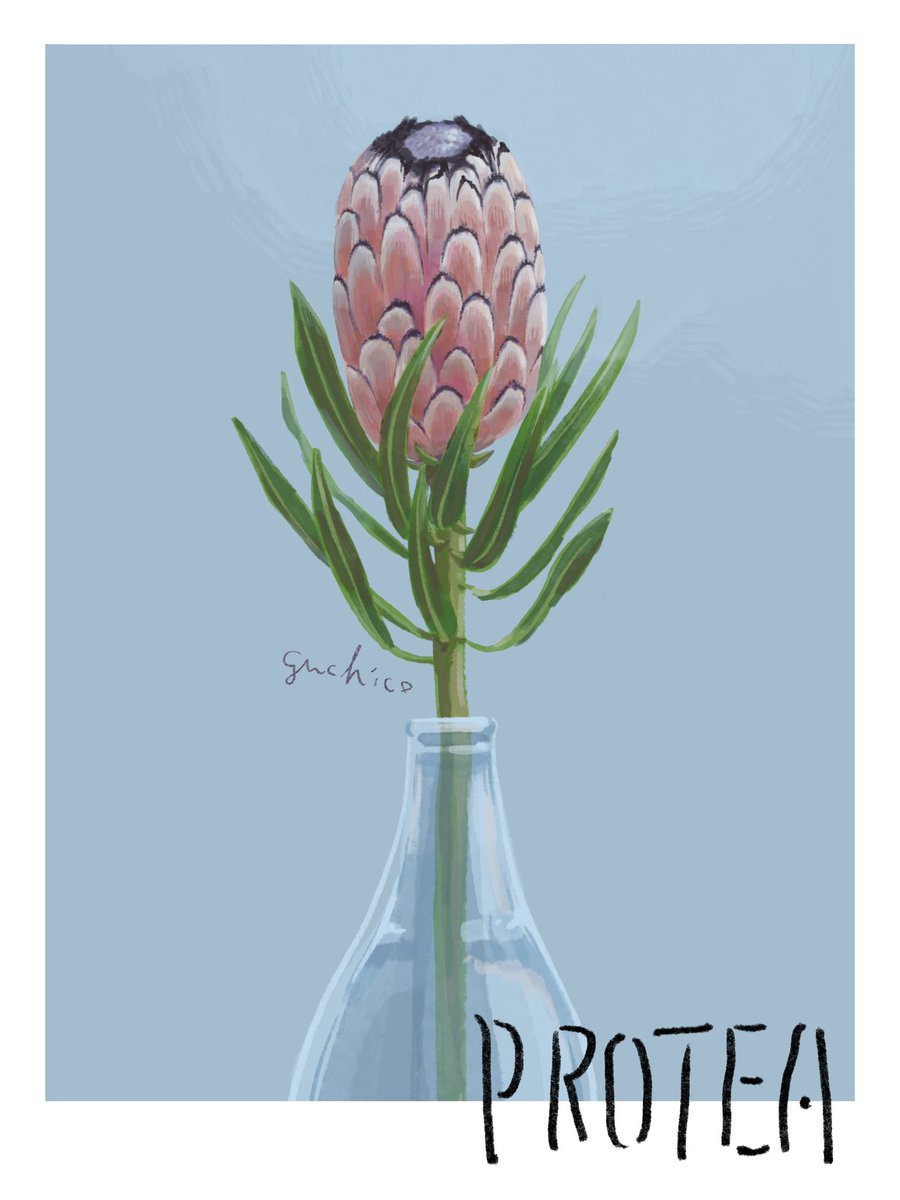 今回は上品で慎ましいプロテア
#illustration