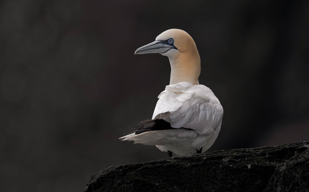 ShetlandWild's tweet image. A few pics from our 14 - 21 June 2025 &apos;Ultimate Shetland&apos; tour. shetlandwildlife.co.uk/holidays/wildl…