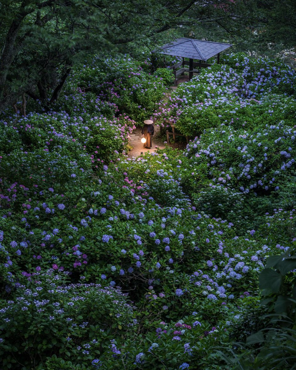 onotch_x's tweet image. 300万輪もの紫陽花が咲き誇る丘が絶景でした