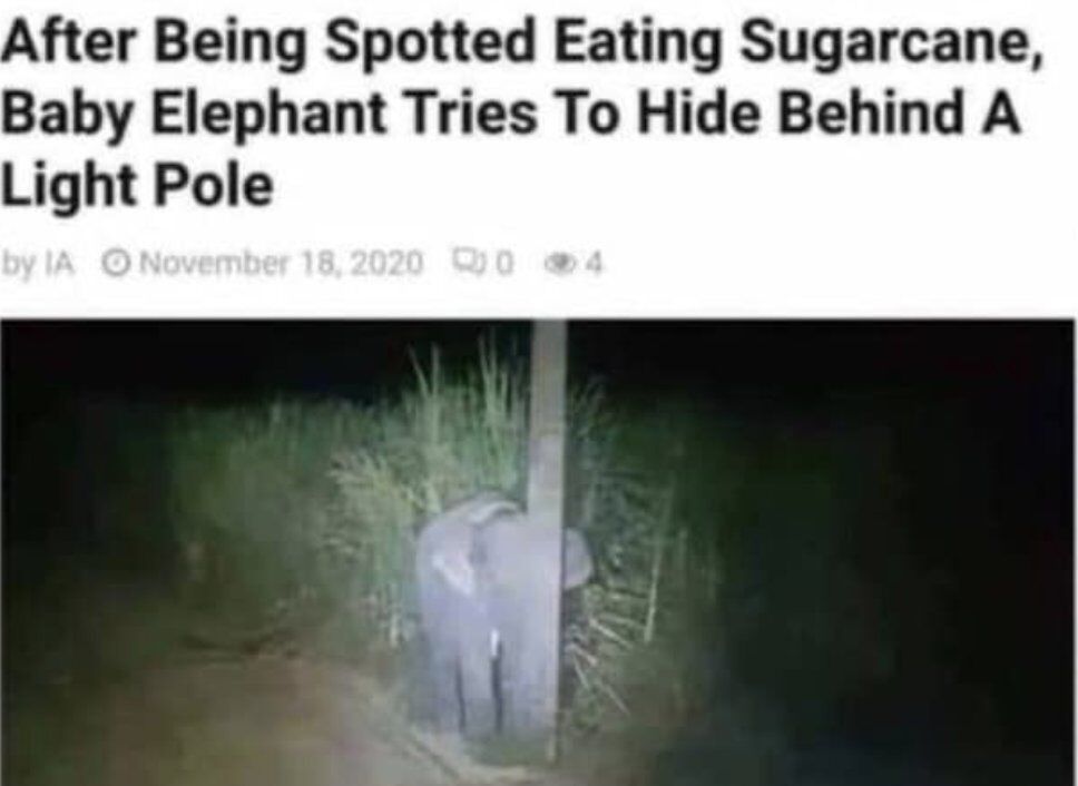 WholesomeMemes (@wholesomememe) on Twitter photo 