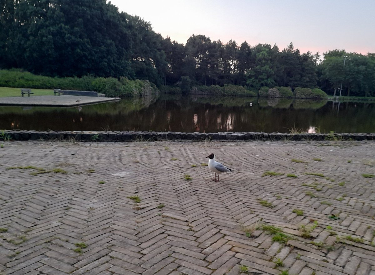 Klaas van Dijk tweet media