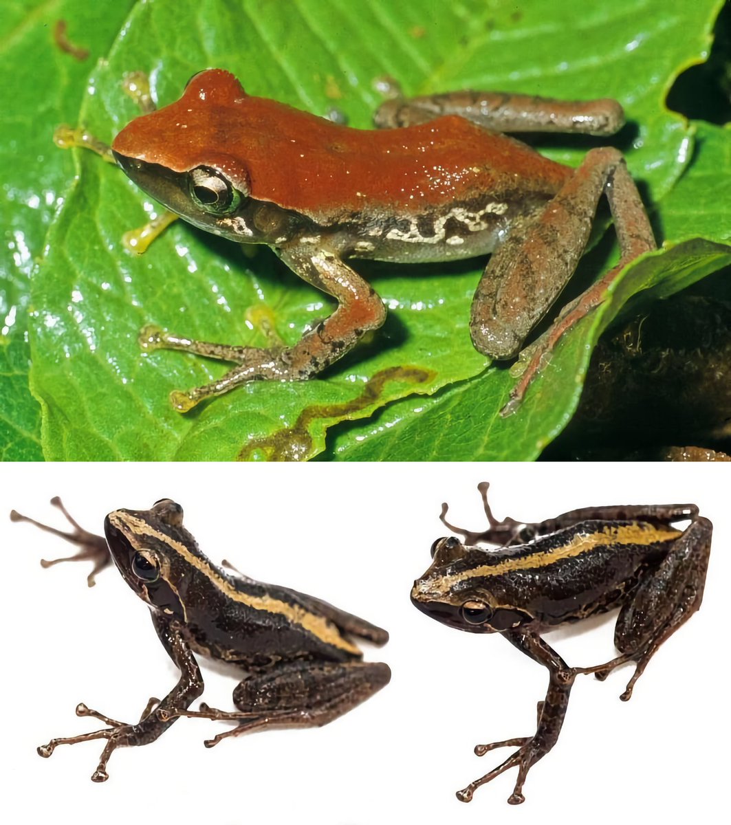 HerpsInTheNews's tweet image. #NewSpeciesAlert - 𝐺𝑢𝑖𝑏𝑒𝑚𝑎𝑛𝑡𝑖𝑠 𝑠𝑖𝑜𝑘𝑎. A new species of mantellid frog of the genus 𝐺𝑢𝑖𝑏𝑒𝑚𝑎𝑛𝑡𝑖𝑠 from south-eastern Madagascar. #Herpetology
🔒 mapress.com/zt/article/vie…