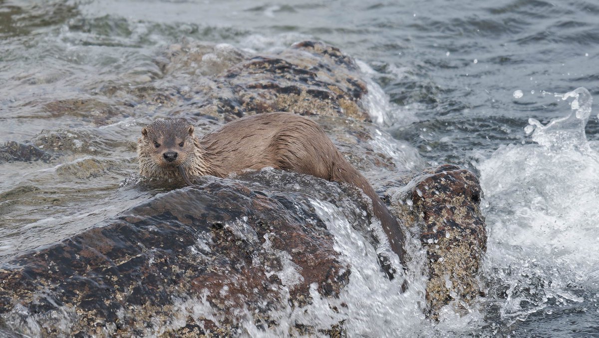 ShetlandWild's tweet image. A few pics from our 14 - 21 June 2025 &apos;Ultimate Shetland&apos; tour. shetlandwildlife.co.uk/holidays/wildl…