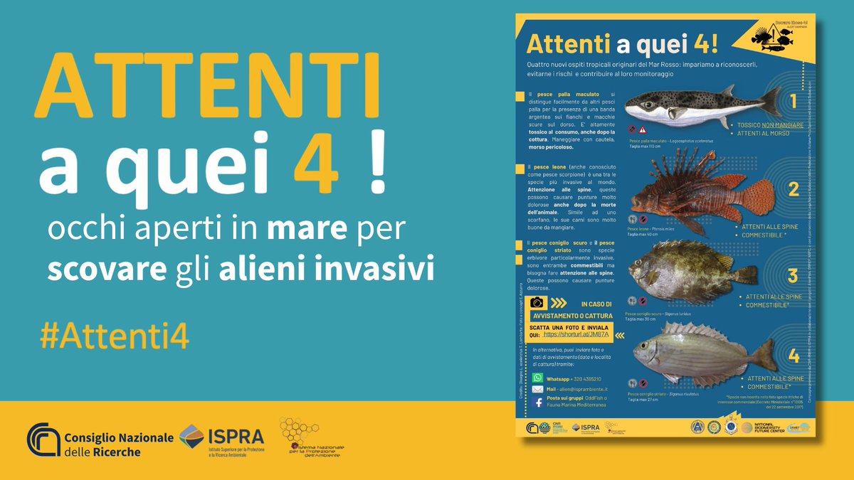 CNRsocial_'s tweet photo. Attenti a quei 4❗️
Occhi aperti in mare per scovare gli alieni invasivi
Riparte la campagna @ISPRA_Press @CnrIrbim per tracciare la presenza di specie tropicali sulle coste italiane
Ecco lo studio sulla distribuzione del #PesceScorpione nel Mediterraneo👇
https://t.co/lNcqSzhGkQ https://t.co/7I0If2xpkz