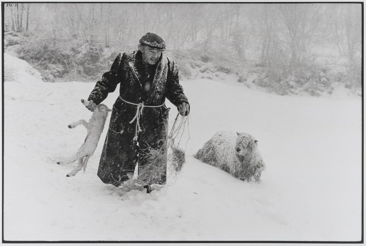 📷 Last chance to see!
 James Ravilious: An English Eye. 
📷Till 28 June: Tues-Sat, 10-5. Free admission
📷Thelma Hulbert Gallery, Dowell St, Honiton EX14 1LX
Ivor Brock rescuing a lamb from a blizzard, Millhams, Dolton, Devon, 1978. photography by James Ravilious © Beaford Arts