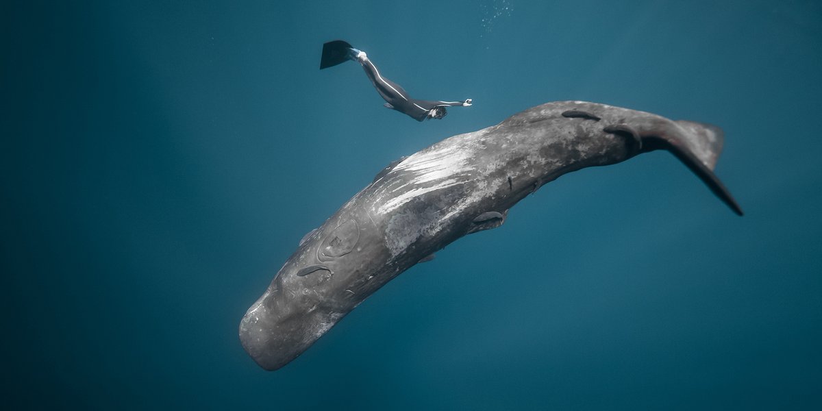 Ocean Film Festival World Tour dives into the UK! 🌊 🎥 

The Ocean Film Festival World Tour is bringing a new collection of thrilling ocean-themed films to venues around the UK this autumn.

Read more here 👇 
bit.ly/4k6cWAn 

Photo by Alex Voyer