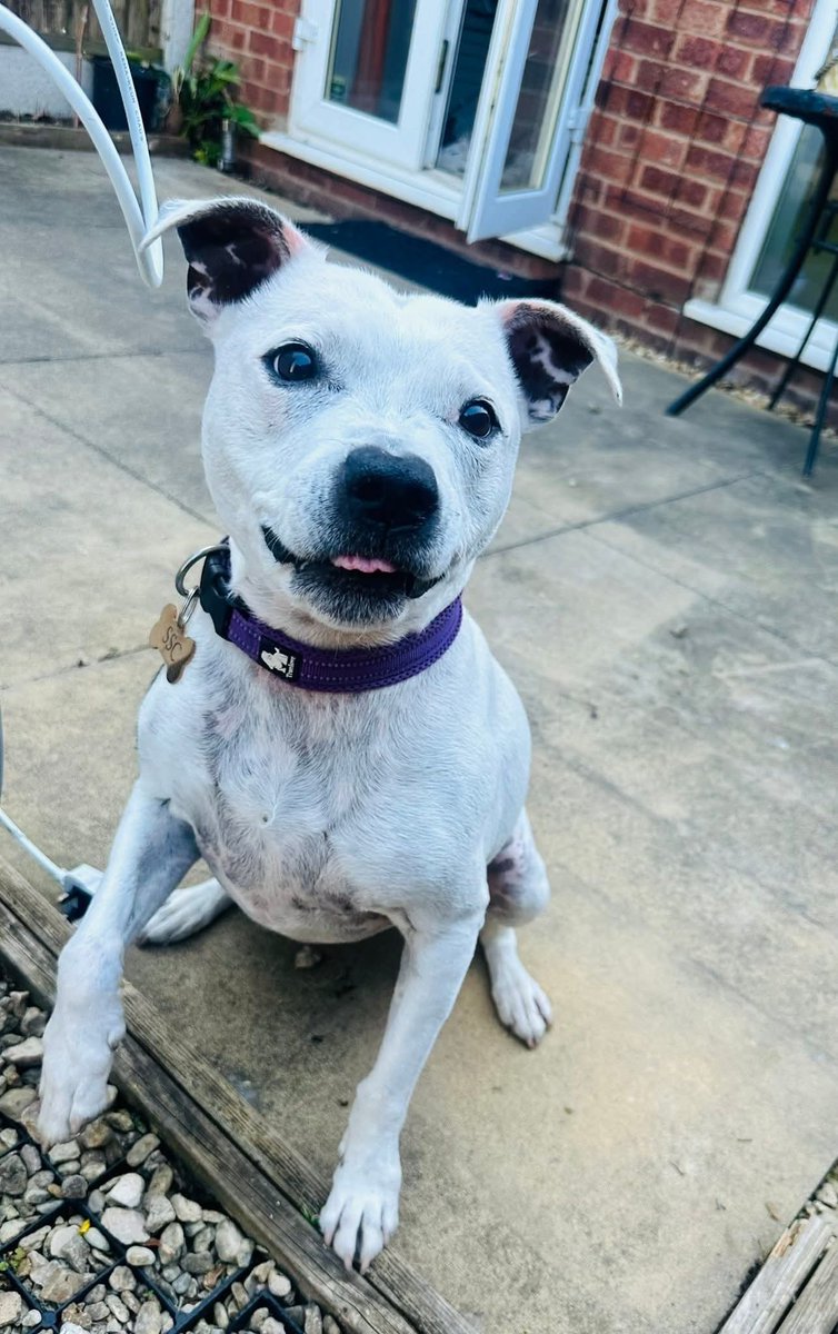 Senior Staffy Club Dog Rescue tweet media