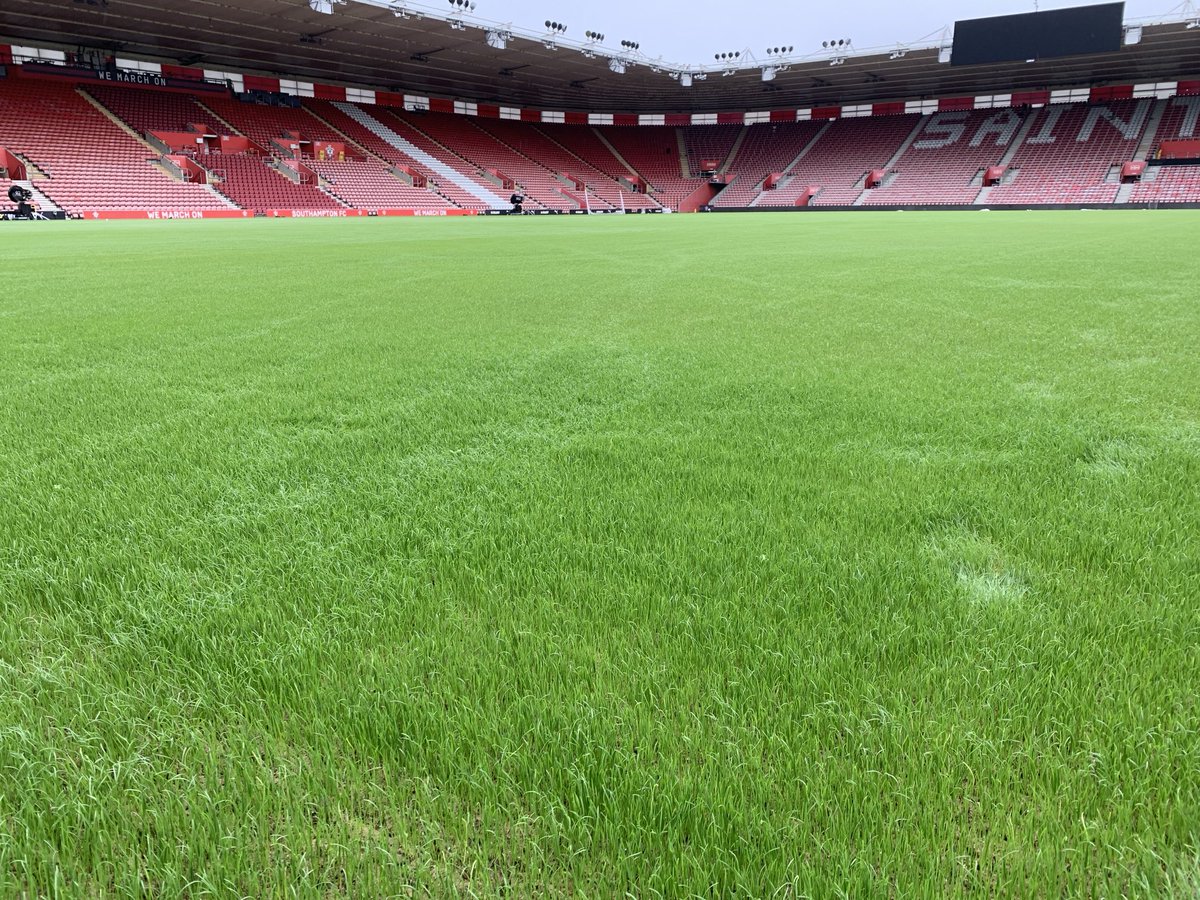 stevenew12's tweet image. Update 1. One week from seed. Time to give it a push now. @dogpockets @GJMills2000 #SaintsFC