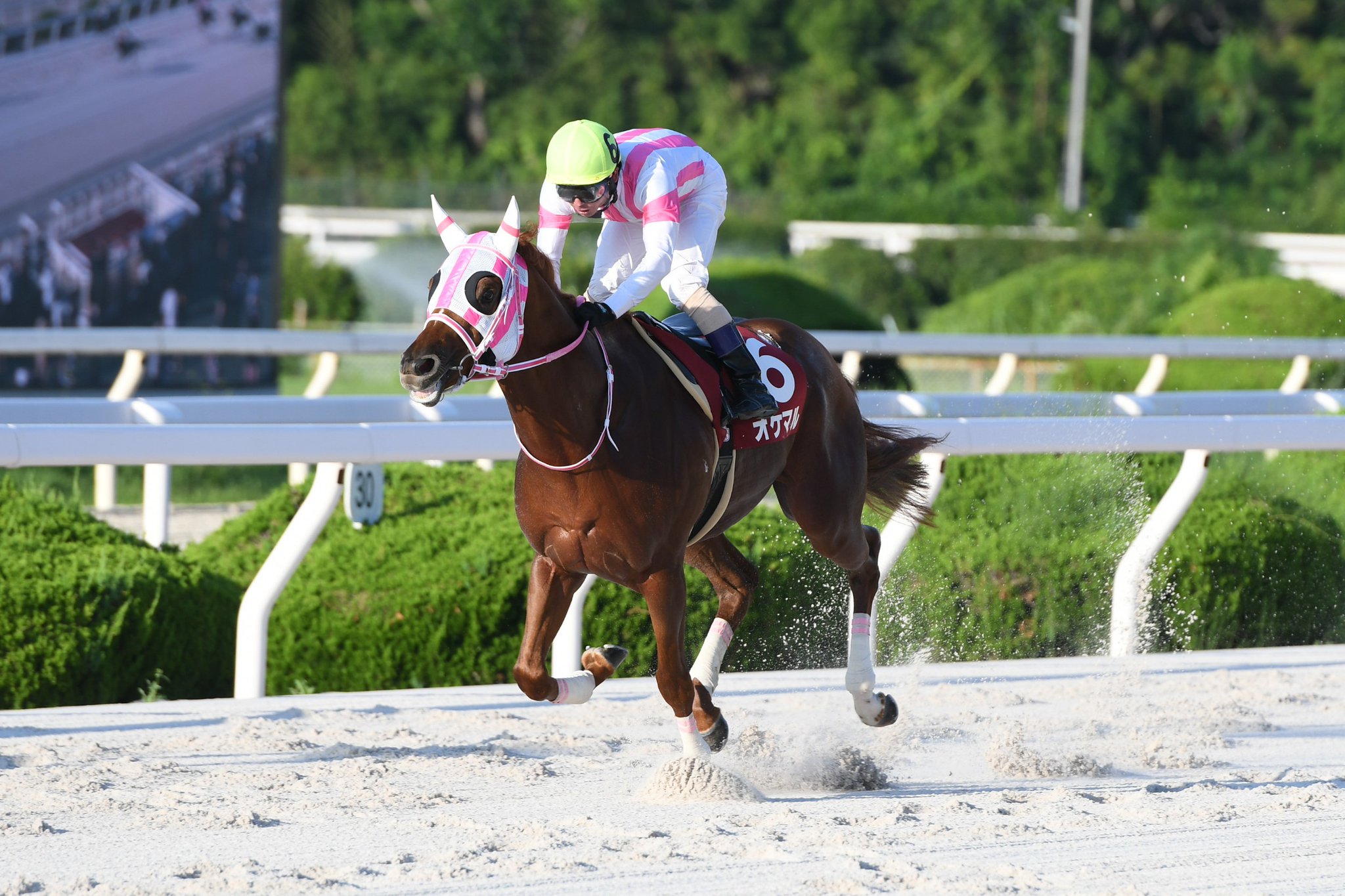 競走馬成績書22冊セット　地方競馬全国協会 競走馬成績書22冊セット地方競馬全国協会