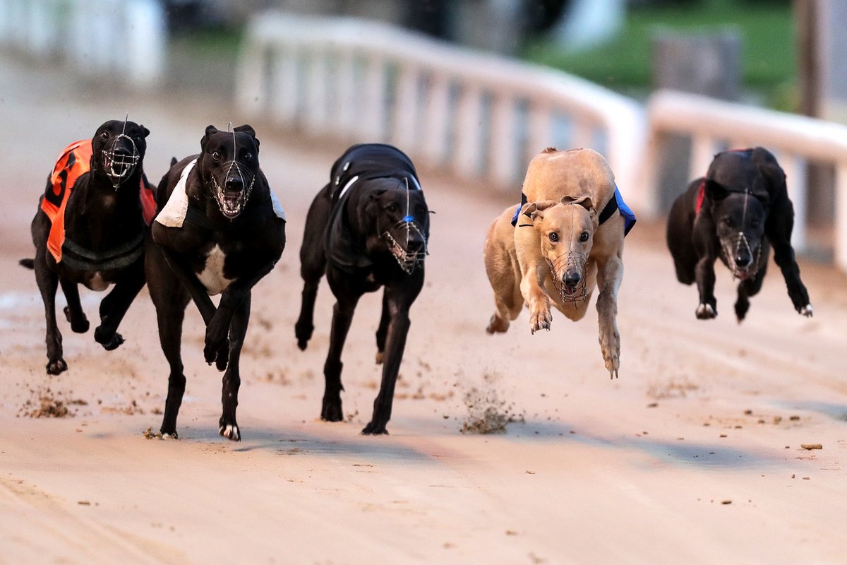 Shelbourne Park Greyhound Stadium (@shelbournepark) on Twitter photo The Thursday night card at Shelbourne Park is an exciting one. Plenty of sweepstake action including two Finals & the Opening Round of the Tuono Charlie @ Stud ON2 525 and the two heats of an ON3 525.
<a href="/IanFortune/">Ian Fortune</a> previews tonight's racing for us here bit.ly/44zhAlS The Thursday night card at Shelbourne Park is an exciting one. Plenty of sweepstake action including two Finals & the Opening Round of the Tuono Charlie @ Stud ON2 525 and the two heats of an ON3 525.
<a href="/IanFortune/">Ian Fortune</a> previews tonight's racing for us here bit.ly/44zhAlS