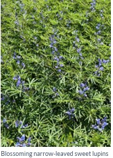 Lupins = protein-rich + sustainable! But watch out for alkaloids—bitter compounds that can be toxic if not managed.
Projects like #CROPDIVA explore how to grow safe, tasty lupins for all.
🔗 Read more: cropdiva.eu/sites/default/…
#ResearchImpactEU #H2020 #H2020Cropdiva