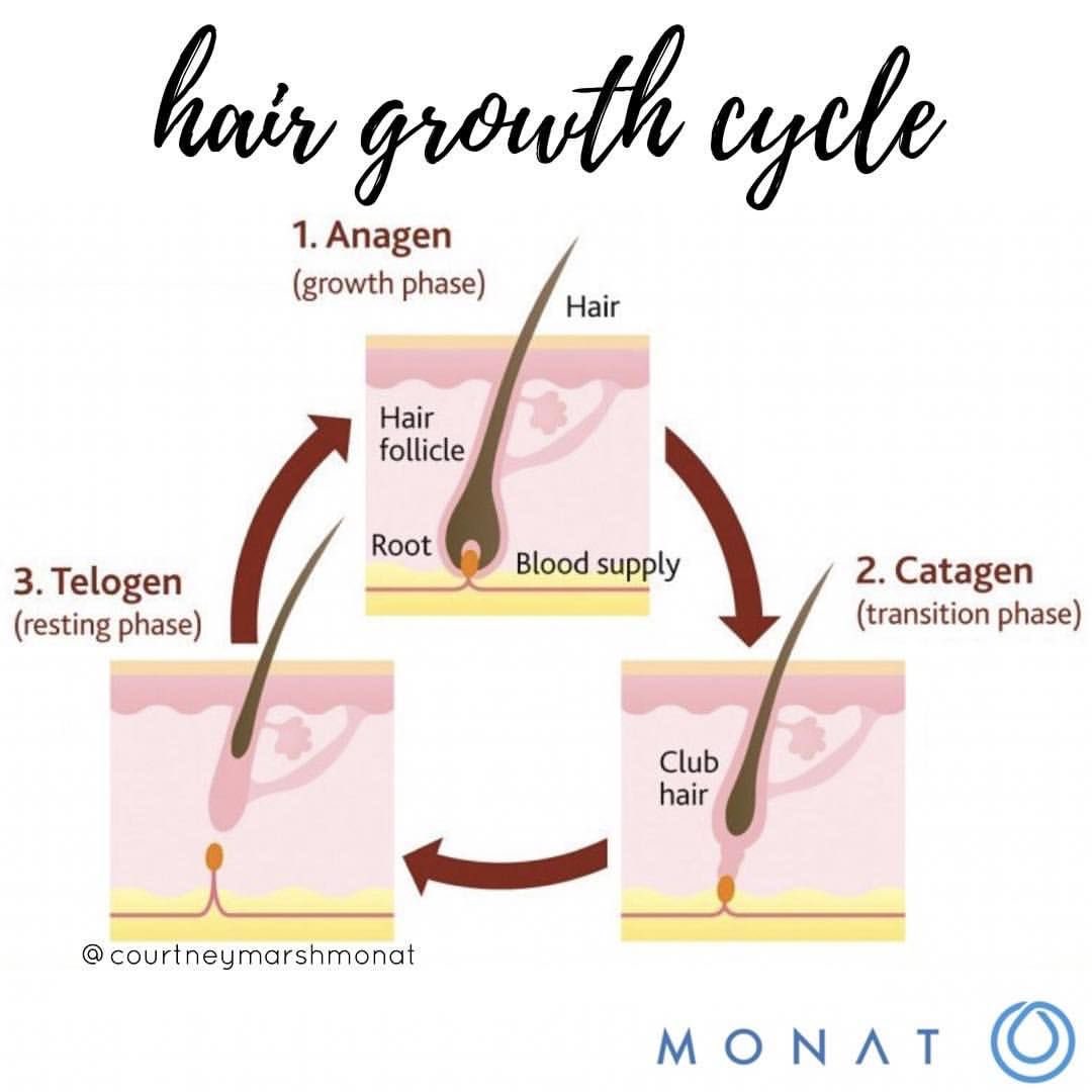 Rambut rontok terus padahal udah coba ini-itu? Bisa jadi kamu belum paham soal hair cycle theory nih🤔👀💁🏻‍♀️

Fase rambut kita tuh ada waktunya rontok, tapi kalau makin parah? Harus dicek lagi perawatannya~🧴