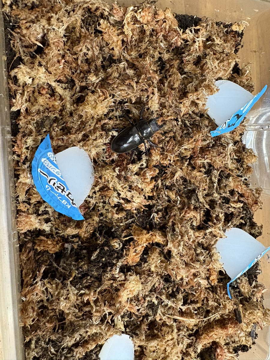 フォーチュンミヤマ採卵。
19卵の確認が出来ました😁
孵化を祈りつつ、改めて行ってらっしゃい💪
ツカモト&amp;フォルモサスは今のところ産んでる様子なし😱