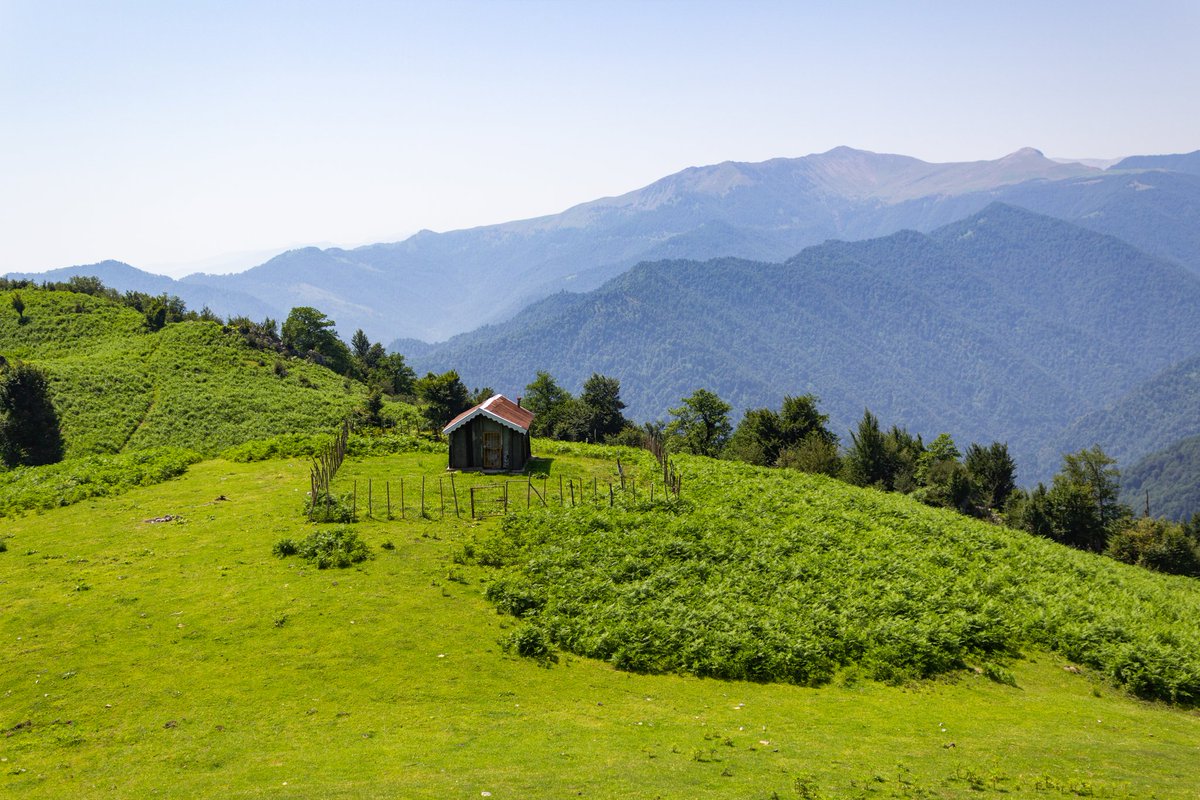 نریمان tweet media