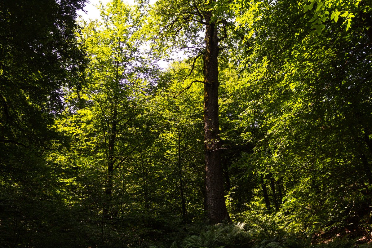 نریمان tweet media