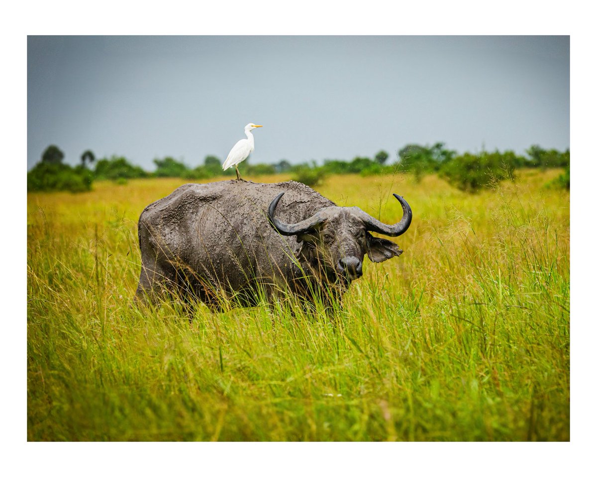 Boldxperiences's tweet photo. Symbiosis in the wild 🌿
A cattle egret catches a ride on a buffalo in Queen Elizabeth National Park, 
Uganda. Nature always finds a way to collaborate. 🇺🇬🦅🐃
#WildUganda #QueenElizabethPark #SafariMagic #ExploreUganda https://t.co/7Pt4q3oqPg