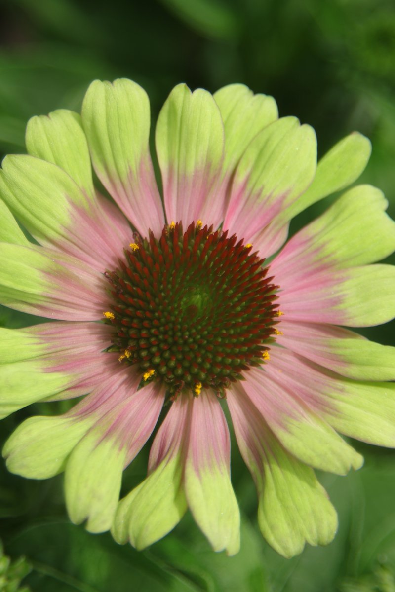 gontanokoneroku's tweet image. Echinacea 😇 

#Photography #Flowers #Echinacea
