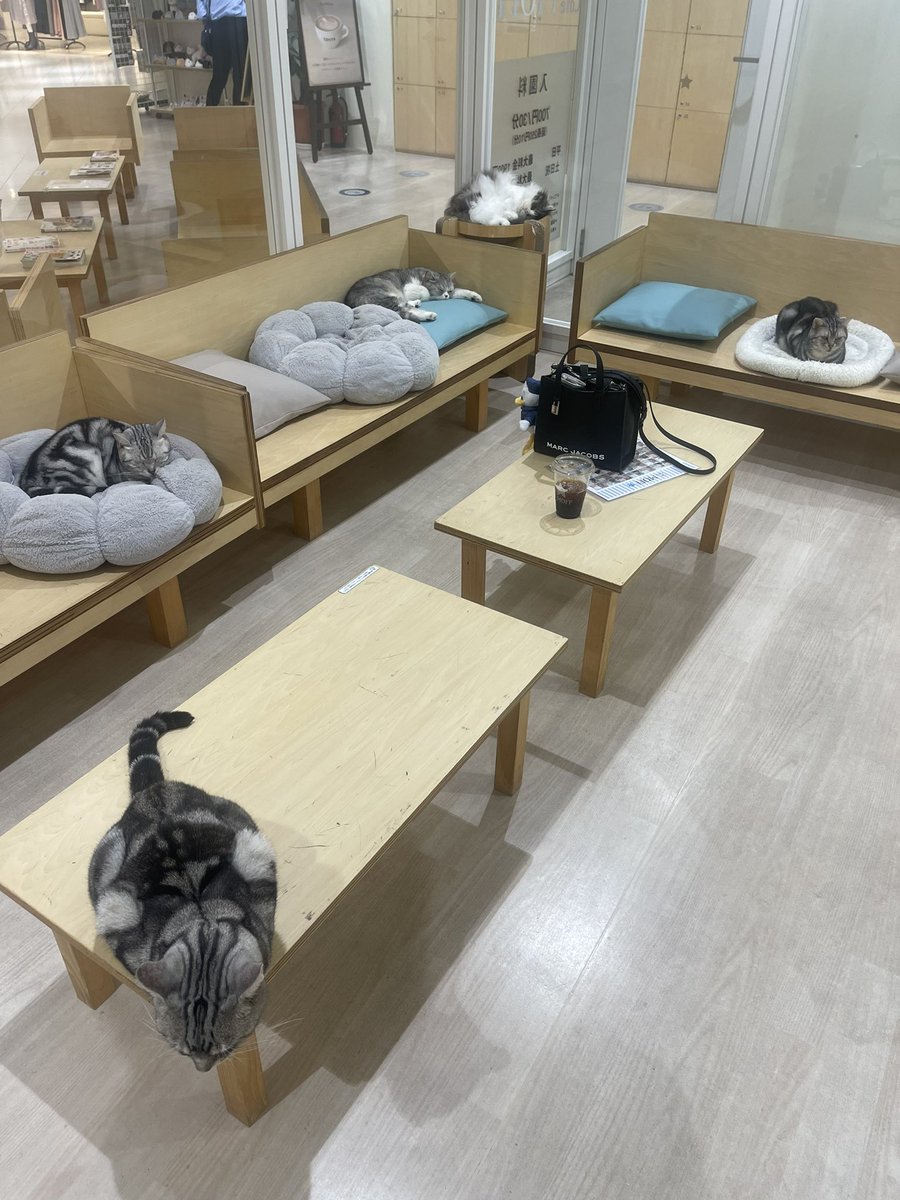 mia_vlwabc's tweet photo. 何年ぶりか分からない位久しぶりに旦那とお出かけした！
デザートがオーダーバイキングでコースの　の後なのにパフェ、ケーキ、クレープと食べまくり🍰
その後猫カフェで沢山の猫ちゃんに癒されてきた☺️ https://t.co/XjSZzO4utO