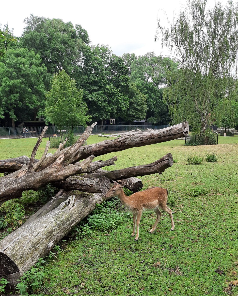 MEKloppenburg's tweet photo. Alles lekker opgefrist in het Kralingse Bos. #Rotterdam #roffa #Rotown Fijne donderdag nog! https://t.co/fx7E870SFj