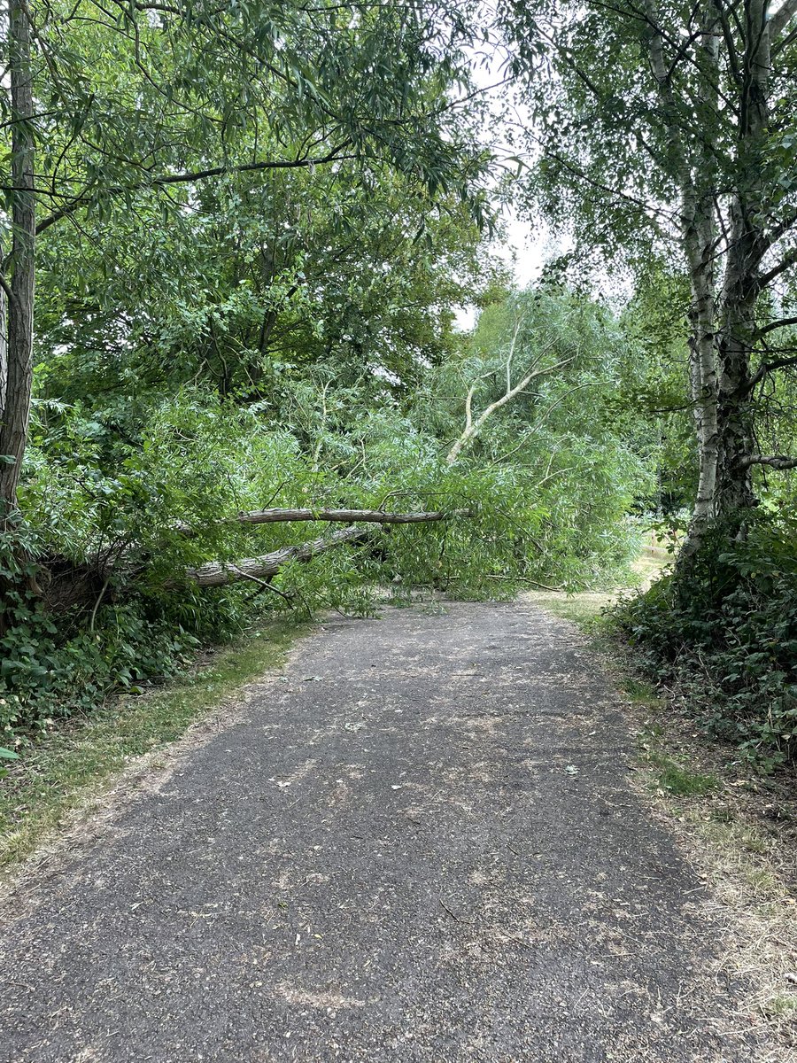 Just out in the park and this tree just fell down right in front of me. 
I think I’ll do the lotto tomorrow. 🥴
