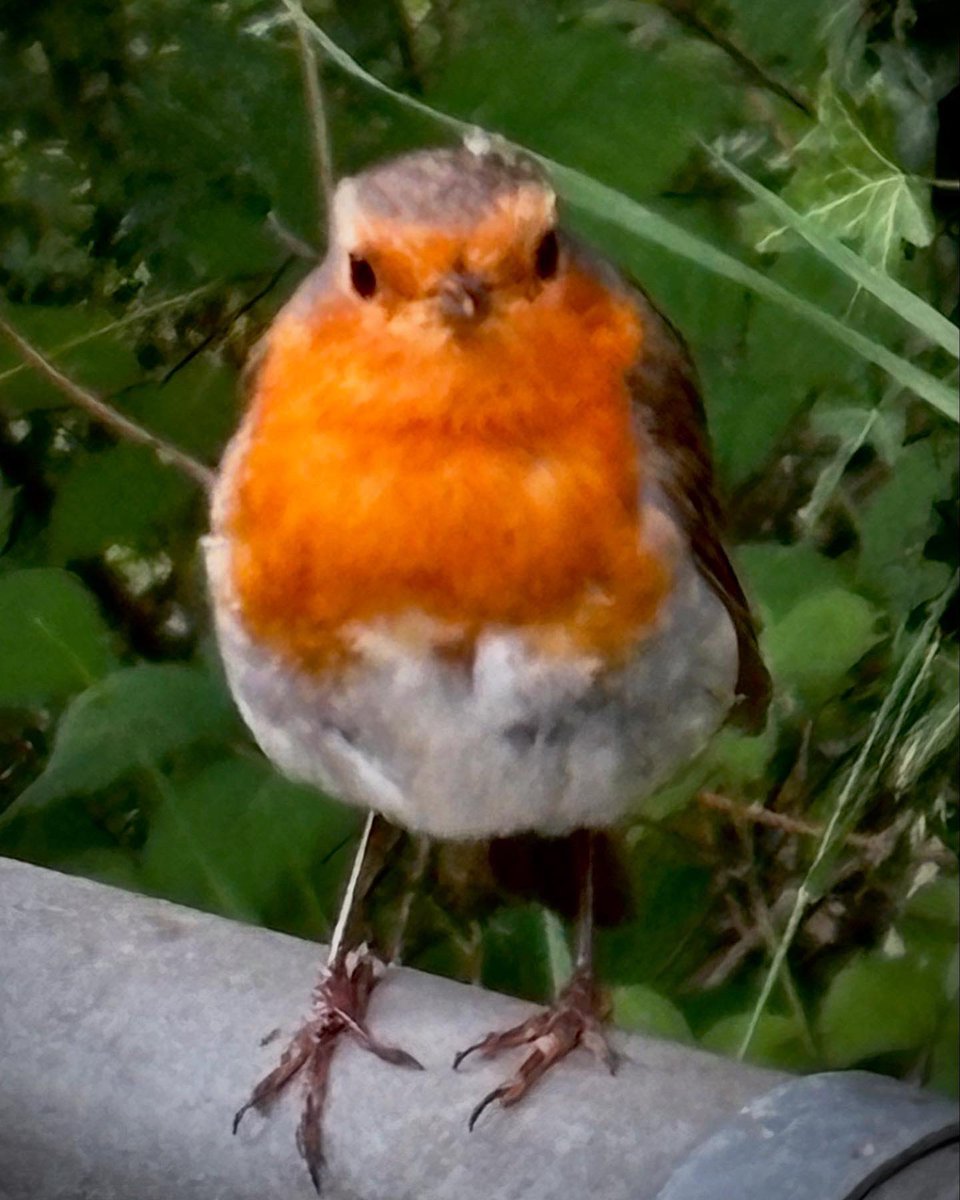 TheKateEscapes's tweet photo. The Inquisitives
#RobinBird
#Birds
#Birdsong
#Nature
#NatureInspired
#NaturePhotography
#NatureBeauty
#Macro https://t.co/zyMrGnubTK