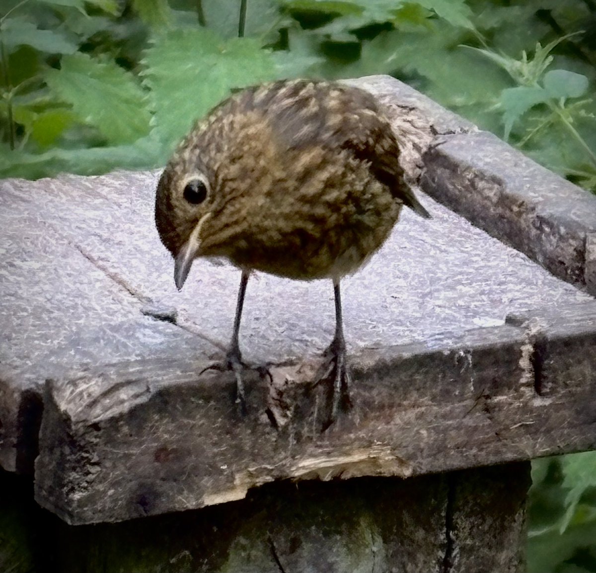 TheKateEscapes's tweet photo. The Inquisitives
#RobinBird
#Birds
#Birdsong
#Nature
#NatureInspired
#NaturePhotography
#NatureBeauty
#Macro https://t.co/zyMrGnubTK