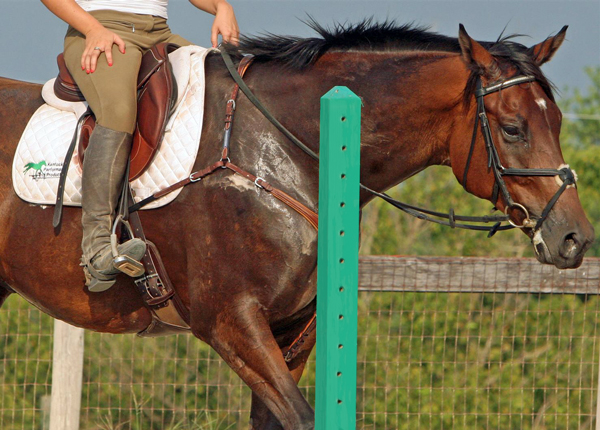 When is it too hot to ride your horse? Temperature alone is not a good guide when it comes to deciding if you should ride on a hot summer day: loom.ly/dGXEeqY