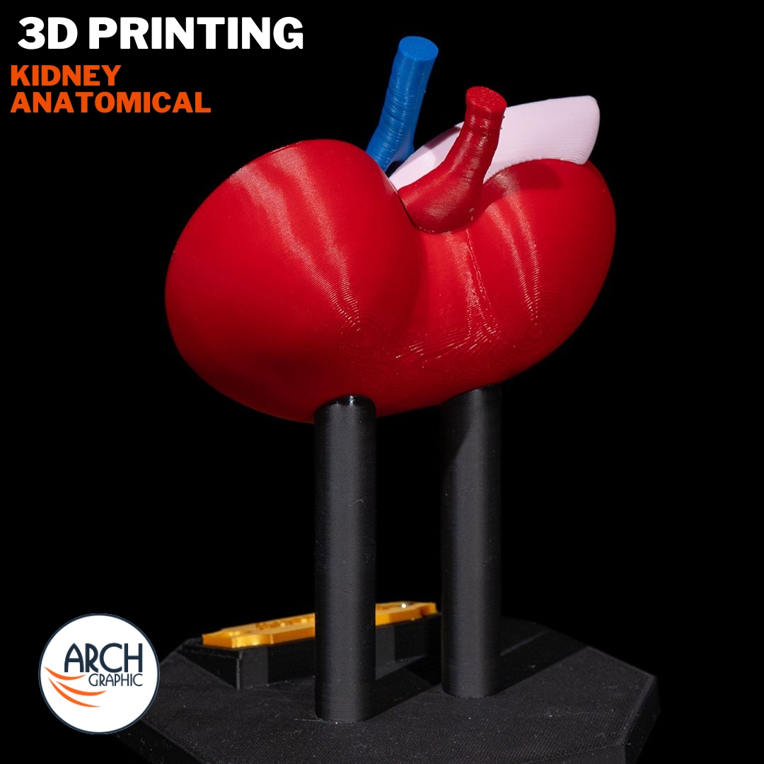 3d_archgraphic's tweet image. 🩺 3D Printed Kidney Anatomical Model 🏥
High-precision medical model for education, research
📍 Made in UAE
arch-graphic.com
#3DPrintingUAE #Medical3DPrinting #KidneyModel #AnatomicalModels #Healthcare3DPrinting #MedicalEducationUAE #SurgicalTraining #UAE3DPrint