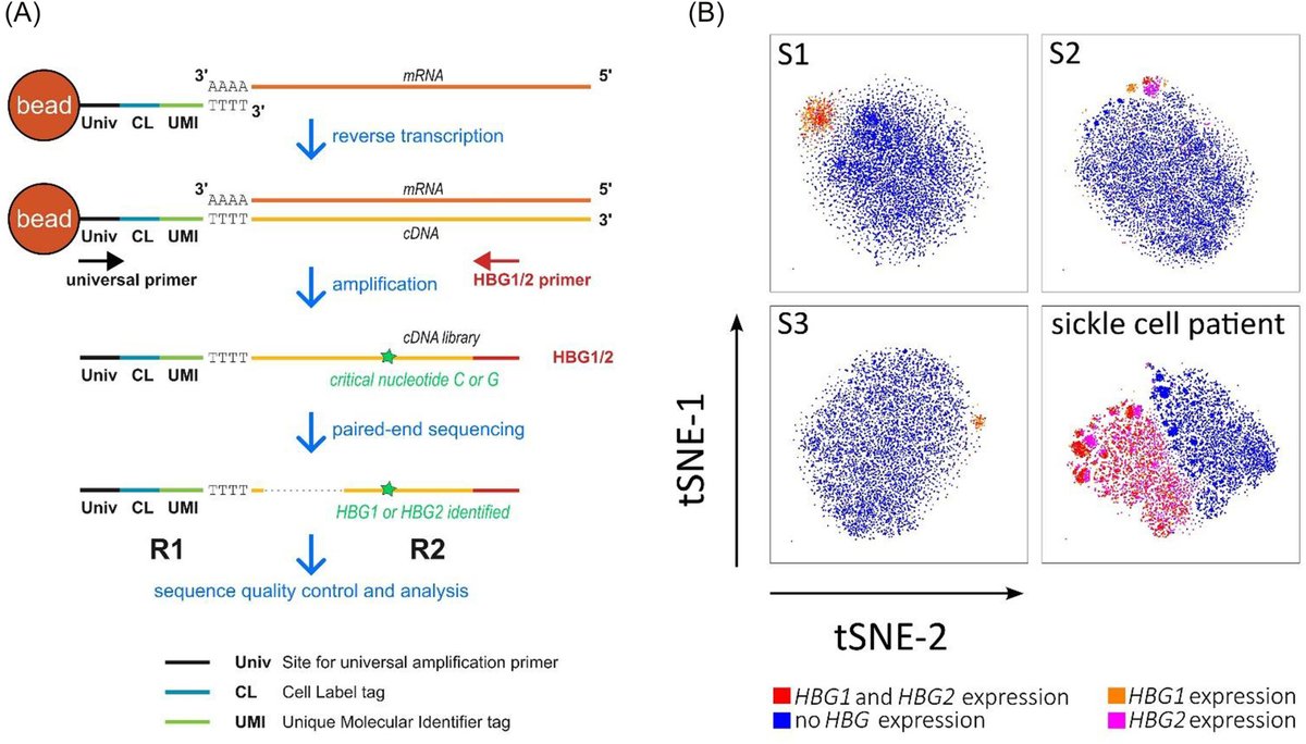 New publication in Hemasphere from our group and our collaborators, reporting the detection of three subpopulations of F cells by single cell transcriptomics! Congrats to @helenrooks and @stephanmenzel and all co-authors for this work!
onlinelibrary.wiley.com/doi/10.1002/he…