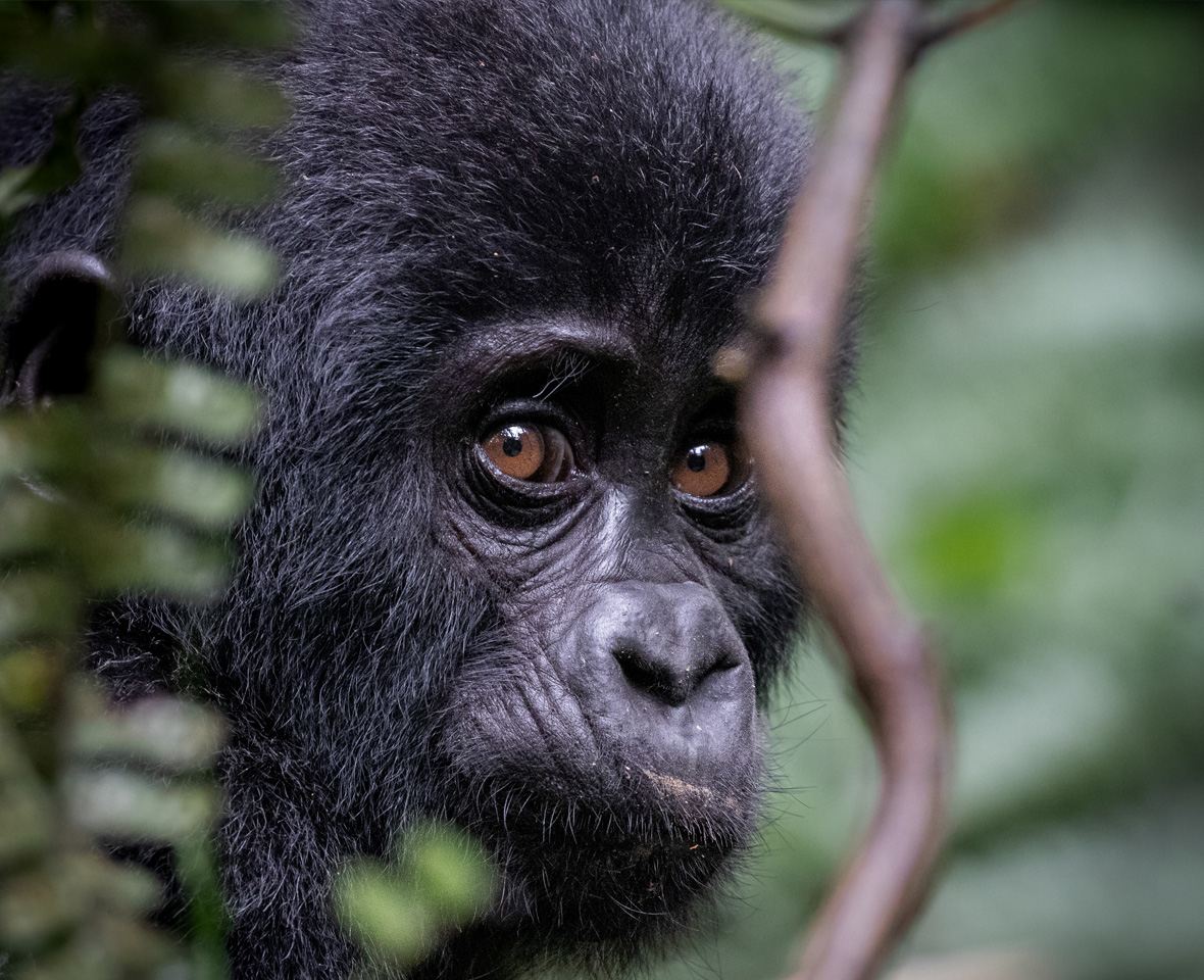 Conflict in eastern Congo is putting gorillas and their rangers at grave risk. With comms down, food scarce and hunting rising, we must act now. Help protect our teams and the gorillas they safeguard.

Donate: bit.ly/45HZHm6