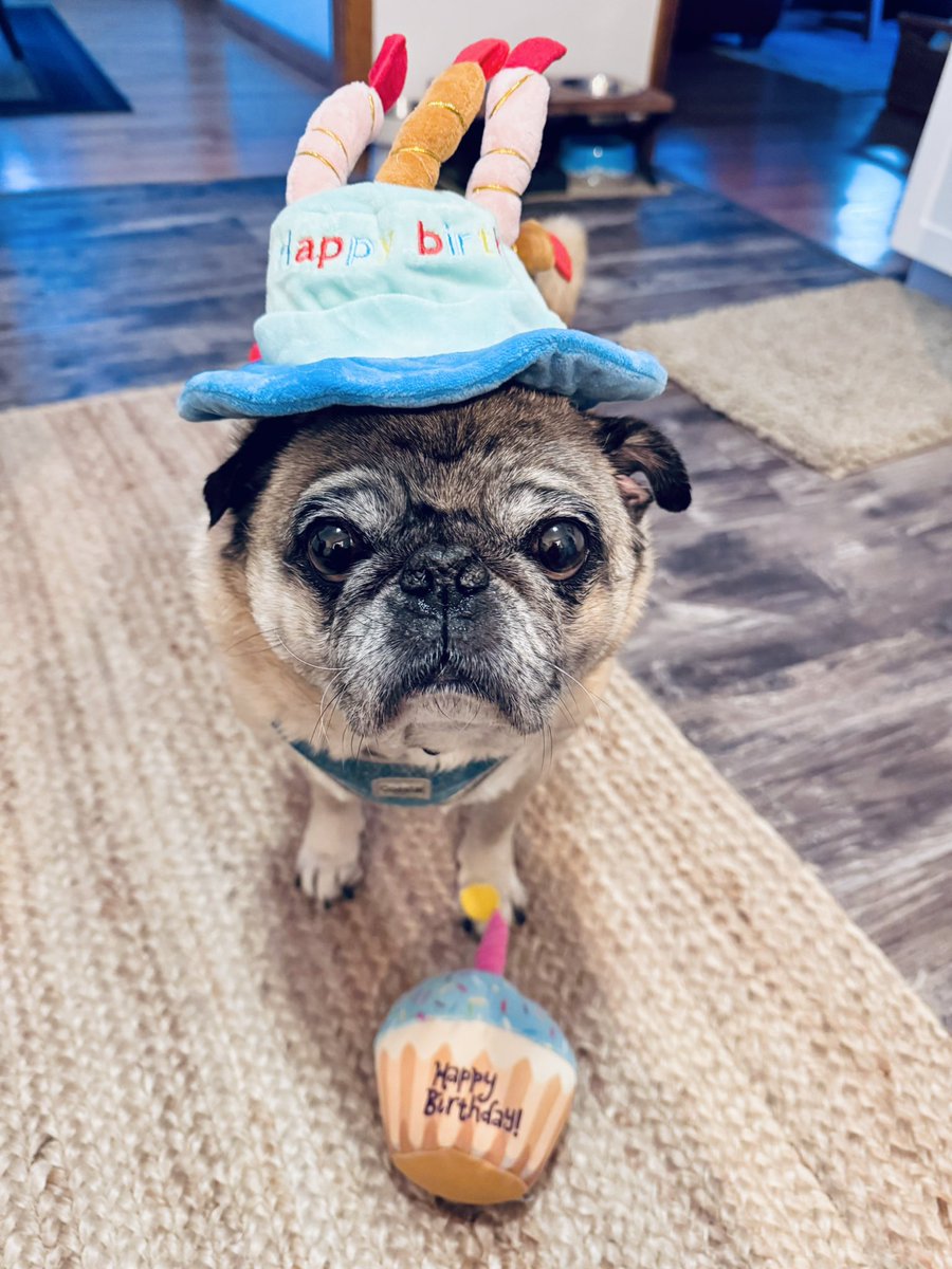 Happy Birthday my sweet Winston. ❤️