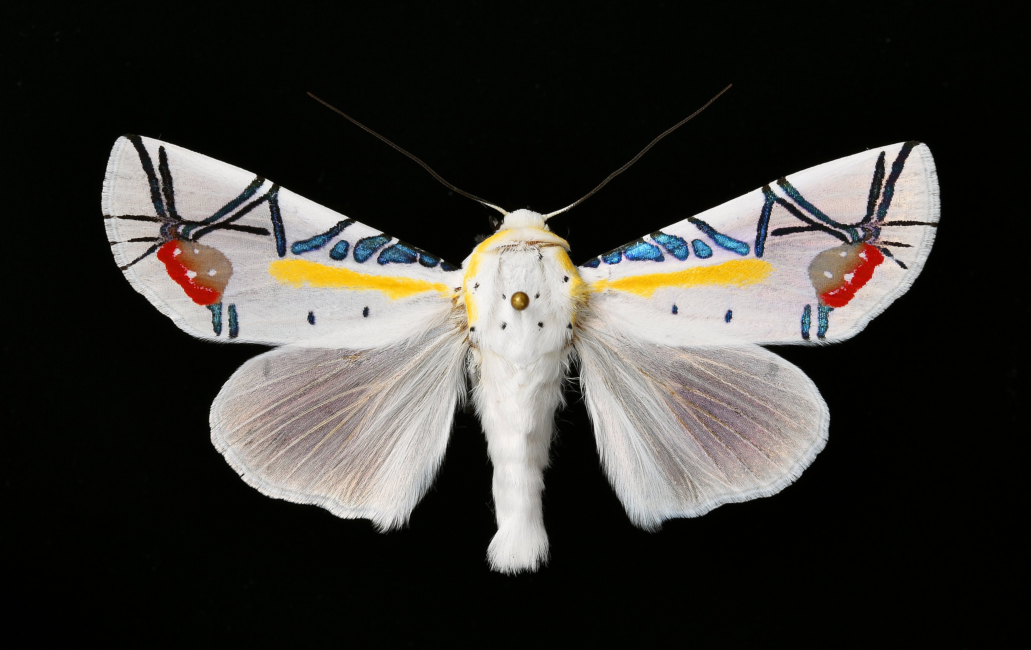 【LAST個体】ピカソモスタナバタユタカヤガ蛾ルナモスミズアオモルフォチョウアゲ LAST個体】ピカソモスタナバタユタカヤガ蛾ルナモスミズアオ