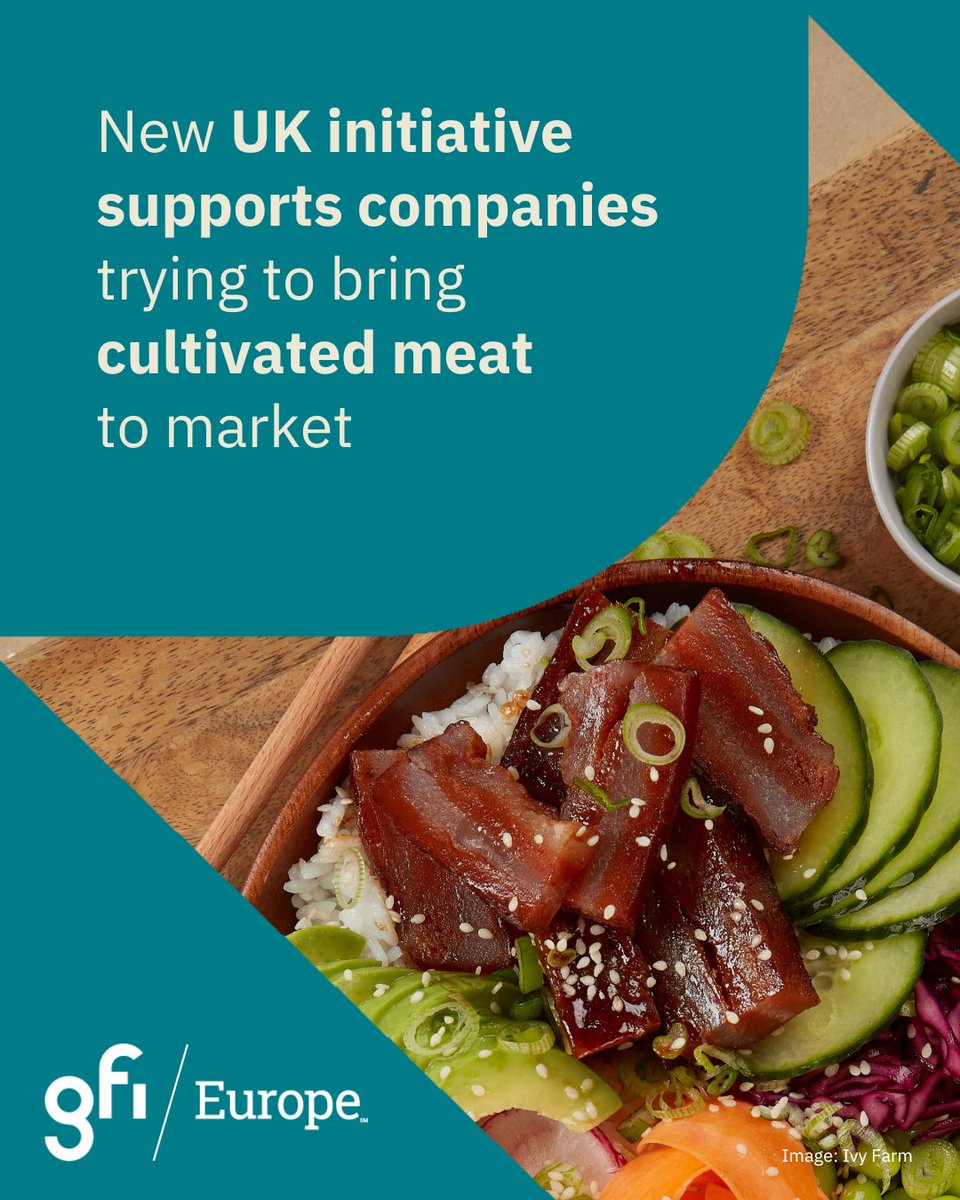 ⚖️Regulatory update⚖️Initiative from the UK’s Food Standards Agency and Food Standards Scotland offers a business support service to help companies trying to bring cultivated meat to the market – with plans to extend this to precision fermentation, too.
➡️ food.gov.uk/news-alerts/ne…