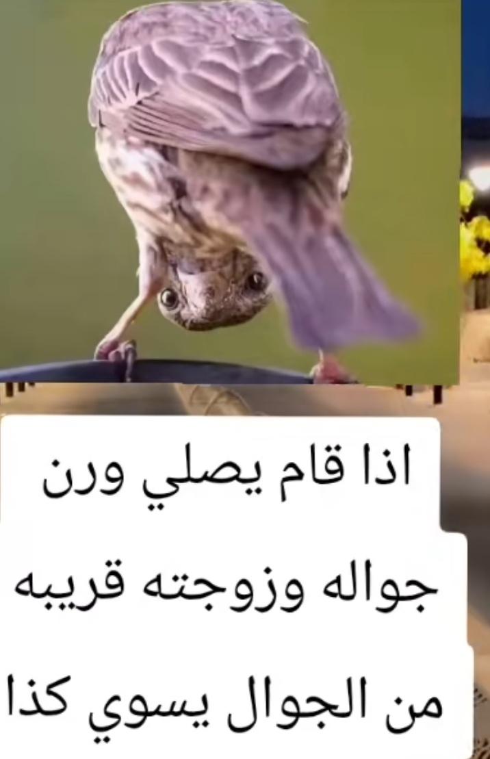إذا قام الرجل يصلي ورن جواله وزوجته قريبة من الجوال

#الراتب #الهلال_باتشوكا #الخميس_الونيسᅠ #الحميداوي_امين_المقاومة #العام_الهجري_الجديد_١٤٤٧