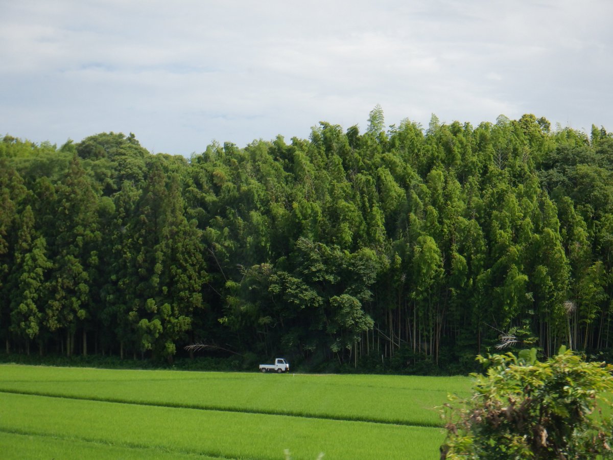 float_fuji_sup's tweet photo. 新
緑を眺めながら🌳🚗💨
明日は晴れますよーに🌞🍃♪
#新緑 #梅雨 #田んぼ #木 #草 #自然 #green #color #nature #floatfujisup https://t.co/vSCtA0eGJk