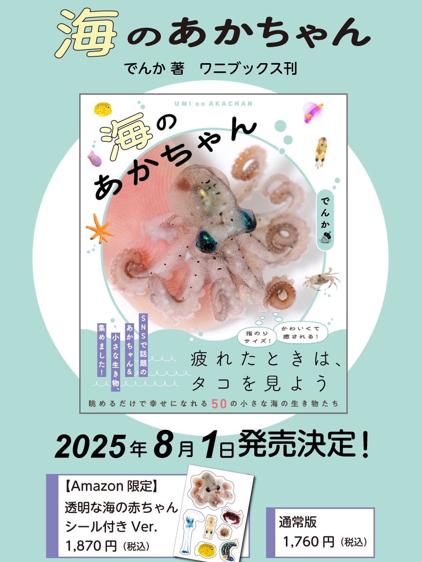 K_theHermit's tweet image. 【告知】出版社から初の書籍がでます!!
指先ほどの小さな生物たちの生態写真集...
『海のあかちゃん』
枕元に一冊あると助かる本になりました
本日より予約開始です𓏸𓈒𓂃🐙🪼🐡