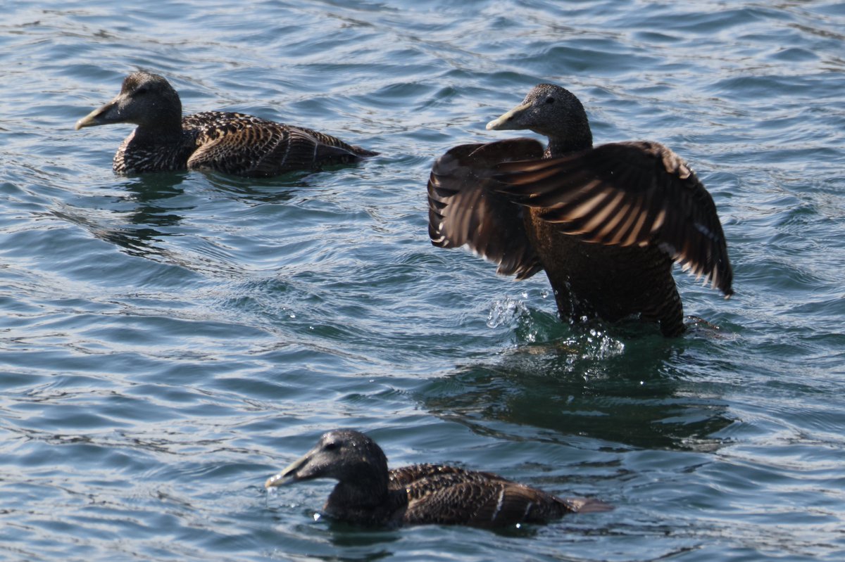 cranky1456's tweet photo. Next up it's time to Share/QP your #Trios &amp; #Trebles for all to see on #3sDay, my set consists of Eider Ducks, Puffins &amp; Guillemots from my trip to the Farne Islands

#birds #naturephotography #wildlife #birdphotography #EastCoastKin #wildlifephotography #ukbirding #photography https://t.co/7xc19sbbRE