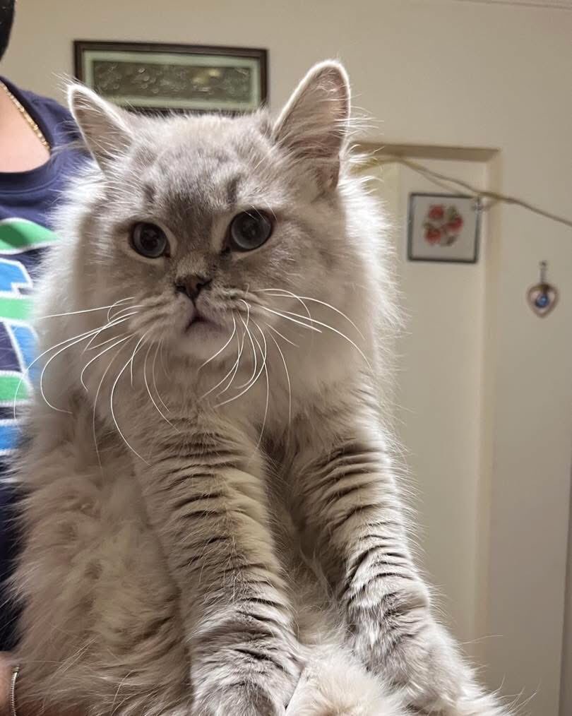 TERK EDİLMİŞ BİR CAN DAHA 🥹

Yer ; Ankara-Çankaya
İletişim; 05377008265

Takipçimizin İletisidir; Merhabalar, yabancı uyruklu kişiler almış sonrasında terk edildi. 3/4 gün için birisi aldı geçici evinde. Yaşını ve cinsiyetini net olarak bilemiyorum. Dişi olduğunu düşünüyorum.